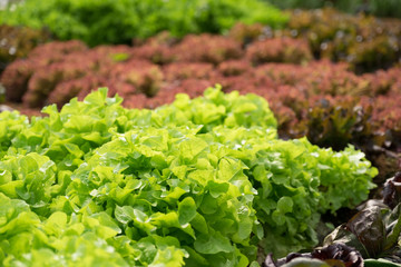 Cultivated field of lettuce growing in rows along the contour line in Thailand