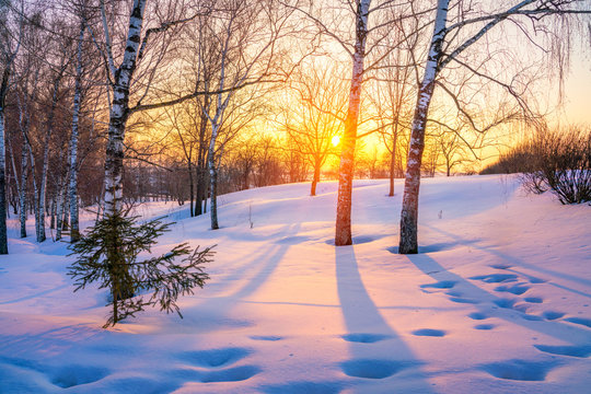 Red sunset in frozen winter forest