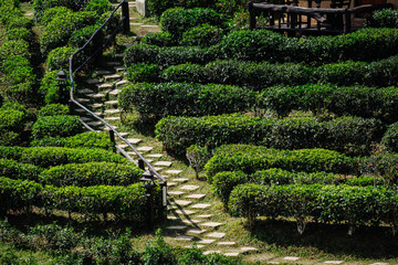 Green tea field in rak thai, Mae Hong Sorn, north province in thailand