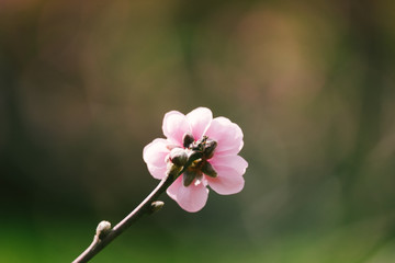 Obraz premium Pink blossom (Prunus mume also known as Chinese plum or Japanese apricot) on black background