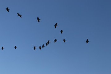 flock of birds on blue sky