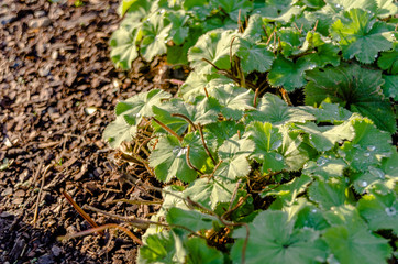 Wet strawberry leaves surrounded by earth