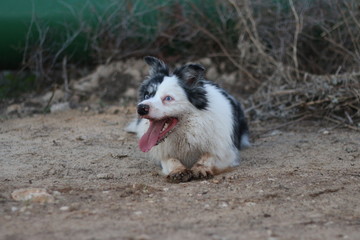Fototapeta premium dog on the grass