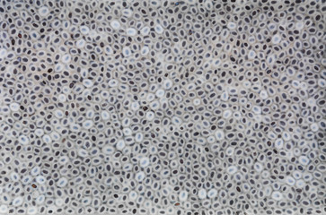 close up of sweet basil seeds in water for background