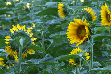 Sunflowers With Mixed Up Phototrophism