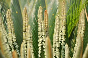 close up new leaf of cycas 