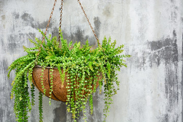 ornamental hanging plant, million heart plant or dischidia ruscifolia decne in coconut fiber husk...