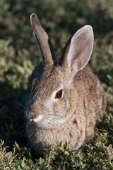 Naklejka na ściany i meble Rabbit eating in the grass.