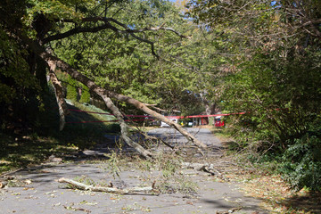 Dead Tree Falls Blocking a Neighborhood Road