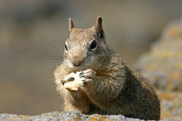 Common California Ground Squirrel Nibbling on Bread