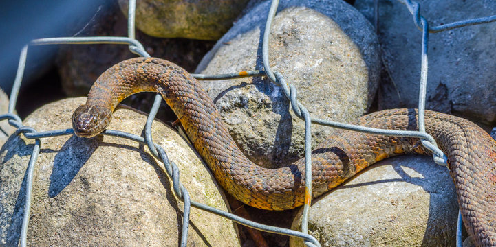 Northern water snake (Nerodia sipedon) large, nonvenomous, common snake in the family Colubridae, basks in sunlight on wired rocks.