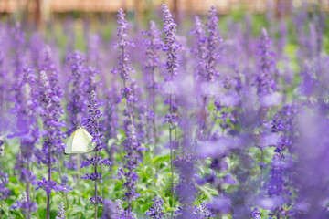  lavender flower. flower garden. Soft focus
