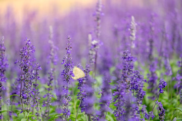 lavender flower. flower garden. Soft focus