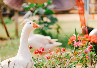 gooses sit on a green grass with beautiful pink flowers