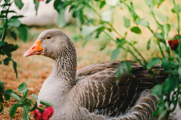 gooses sit on a green grass with beautiful pink flowers