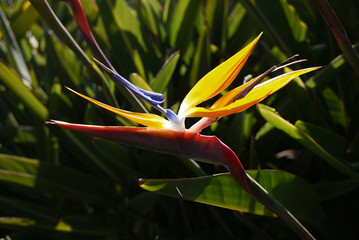 Beautiful bird of paradise flower in San Diego. 