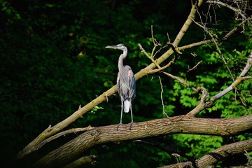 Great Blue Heron
