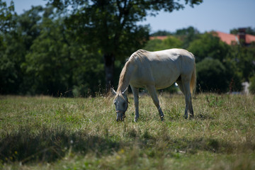 Obraz na płótnie Canvas Lipizzan horses in Lipica, Slovenia