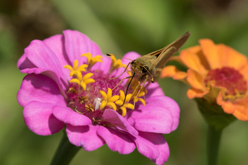 Skipper butterfly drinking from a pink zinnia with its proboscis while a jagged ambush bug nymph watches below an open disk floret