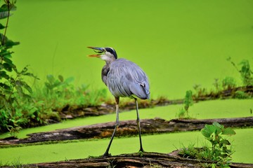 Great Blue Heron