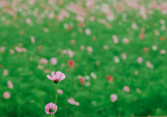 Obraz na płótnie Canvas Cosmos flower (Cosmos Bipinnatus) with blurred bokeh background