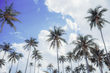 Fototapeta na wymiar Coconut tree at the sky and cloud.