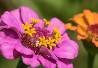 Obraz na płótnie Canvas jagged ambush bug nymph hiding below a yellow open disk floret of a pink zinnia