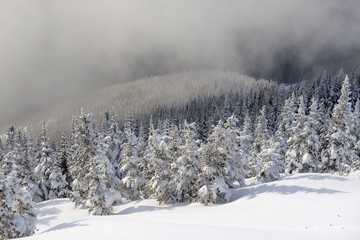 Snow covered trees and fog in the Cascade Mountains