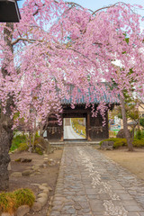 Fototapeta na wymiar 輪王寺の桜