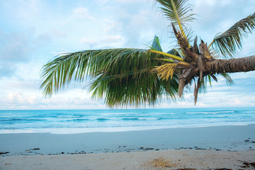 Coconut tree on beach.