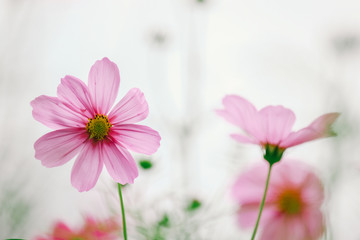 asia,aster,background,beautiful,bipinnatus,bloom,blossom,bokeh,botanical,botany,close,color,cosmos,drop,farm,field,flora,flower,freshness,garden,green,hipster,jim,jimthomson,life,macro,meadow,minimal,