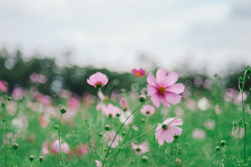 asia,aster,background,beautiful,bipinnatus,bloom,blossom,bokeh,botanical,botany,close,color,cosmos,drop,farm,field,flora,flower,freshness,garden,green,hipster,jim,jimthomson,life,macro,meadow,minimal,