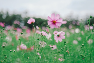 asia,aster,background,beautiful,bipinnatus,bloom,blossom,bokeh,botanical,botany,close,color,cosmos,drop,farm,field,flora,flower,freshness,garden,green,hipster,jim,jimthomson,life,macro,meadow,minimal,