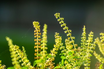 Holy Basil is grown as a vegetable garden
