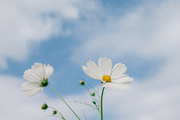 Cosmos flower (Cosmos Bipinnatus) with blurred sky background