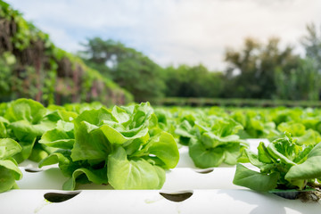 Cultivated field of lettuce growing in rows along the contour line in Thailand