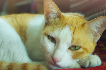 close up cat looking