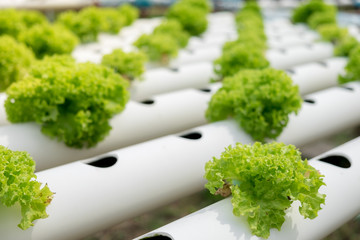 Cultivated field of lettuce growing in rows along the contour line in Thailand