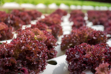 Cultivated field of lettuce growing in rows along the contour line in Thailand