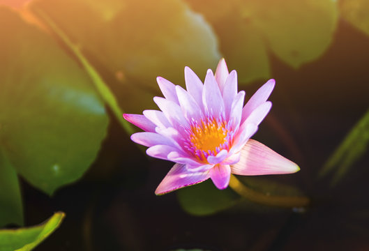 Pink lotus flower blooming on pond with sun light