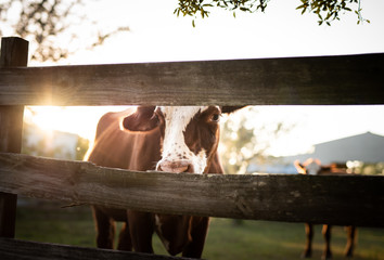 cows on farm