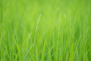 close up the green rice farm for background