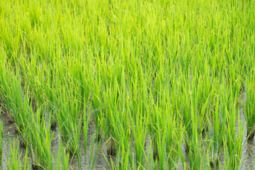 close up the green rice farm for background