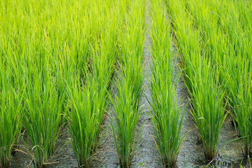 Fototapeta premium close up the green rice farm for background