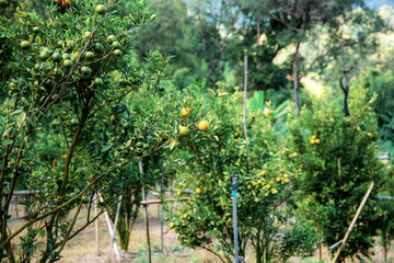 Orange tree in farm.