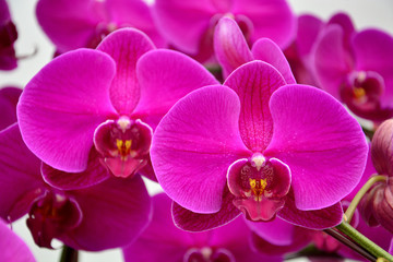 Fototapeta na wymiar Close up of purple orchids, beautiful Phalaenopsis streaked orchid flowers(selective focus)