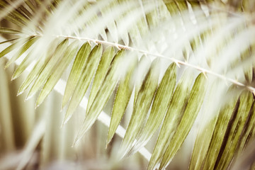 Abstract of Palm Leaves 2