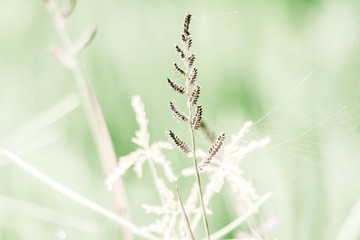 Wild Grasses 1