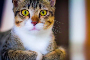 Cat Eyes 2