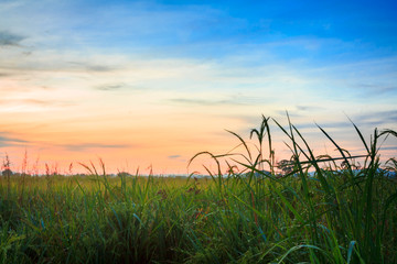 Ripe Paddy Ready for Harvest 2